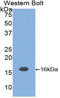 Interleukin 16 antibody, LS-C294846, Lifespan Biosciences, Western Blot image 