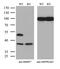 RB Binding Protein 7, Chromatin Remodeling Factor antibody, M03708, Boster Biological Technology, Western Blot image 