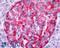 Somatostatin Receptor 2 antibody, LS-A998, Lifespan Biosciences, Immunohistochemistry frozen image 