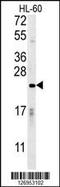 Calmodulin-like protein 5 antibody, LS-C168276, Lifespan Biosciences, Western Blot image 