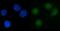 NPL4 Homolog, Ubiquitin Recognition Factor antibody, A08476-1, Boster Biological Technology, Immunofluorescence image 