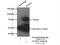 ACOX2 antibody, 17571-1-AP, Proteintech Group, Immunoprecipitation image 