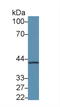 Coagulation Factor VIII Associated 3 antibody, LS-C293398, Lifespan Biosciences, Western Blot image 