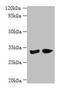 Phenazine Biosynthesis Like Protein Domain Containing antibody, CSB-PA017501LA01HU, Cusabio, Western Blot image 