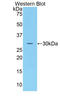 Sulfatase Modifying Factor 1 antibody, LS-C296524, Lifespan Biosciences, Western Blot image 