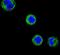 CD1e Molecule antibody, PA5-26941, Invitrogen Antibodies, Immunofluorescence image 