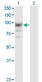 RNA Binding Motif Protein 12 antibody, MA5-20938, Invitrogen Antibodies, Western Blot image 