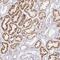 Collagen Type XXVIII Alpha 1 Chain antibody, NBP2-32547, Novus Biologicals, Immunohistochemistry frozen image 