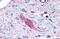 Adhesion G Protein-Coupled Receptor F5 antibody, GTX70551, GeneTex, Immunohistochemistry paraffin image 