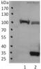 DNA Topoisomerase I antibody, ab3825, Abcam, Western Blot image 
