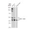 Mitogen-Activated Protein Kinase 8 antibody, GTX02824, GeneTex, Western Blot image 