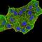 Keratin 5 antibody, NBP2-52443, Novus Biologicals, Immunofluorescence image 