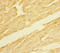 Neuritin 1 antibody, LS-C319044, Lifespan Biosciences, Immunohistochemistry paraffin image 