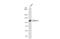 Axin 2 antibody, GTX105442, GeneTex, Western Blot image 