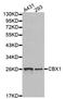 Chromobox 1 antibody, LS-C332010, Lifespan Biosciences, Western Blot image 