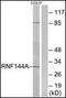 Ring Finger Protein 144A antibody, orb95474, Biorbyt, Western Blot image 