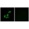 N-Terminal EF-Hand Calcium Binding Protein 3 antibody, A11525, Boster Biological Technology, Immunofluorescence image 