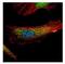 Programmed Cell Death 6 antibody, NBP2-19741, Novus Biologicals, Immunocytochemistry image 