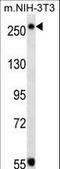 TSC Complex Subunit 2 antibody, LS-B11230, Lifespan Biosciences, Western Blot image 