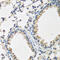 Bone Morphogenetic Protein 2 antibody, 13-091, ProSci, Immunohistochemistry paraffin image 