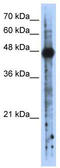 RNA Binding Motif Single Stranded Interacting Protein 2 antibody, TA345817, Origene, Western Blot image 