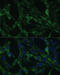 Calumenin antibody, 22-295, ProSci, Immunofluorescence image 