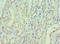 Eukaryotic Translation Initiation Factor 3 Subunit E antibody, LS-C375645, Lifespan Biosciences, Immunohistochemistry paraffin image 