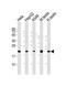 Prostaglandin E Synthase 3 antibody, 57-961, ProSci, Western Blot image 