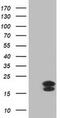 Fibroblast growth factor 21 antibody, MA5-25522, Invitrogen Antibodies, Western Blot image 