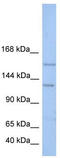 Bromodomain And PHD Finger Containing 3 antibody, TA339722, Origene, Western Blot image 