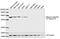 Tubulin Beta 3 Class III antibody, LS-C203269, Lifespan Biosciences, Western Blot image 