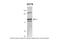 Chaperonin Containing TCP1 Subunit 5 antibody, 26-932, ProSci, Western Blot image 