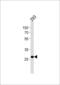 Proline Rich Protein BstNI Subfamily 4 antibody, 61-018, ProSci, Western Blot image 