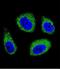 7-Dehydrocholesterol Reductase antibody, LS-C167387, Lifespan Biosciences, Immunofluorescence image 