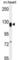 Mediator Complex Subunit 14 antibody, abx026654, Abbexa, Western Blot image 