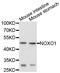 NADPH Oxidase Organizer 1 antibody, abx126268, Abbexa, Western Blot image 