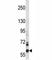 NADPH Oxidase 5 antibody, F43399-0.4ML, NSJ Bioreagents, Western Blot image 