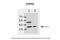 COP9 Signalosome Subunit 6 antibody, PA5-44972, Invitrogen Antibodies, Western Blot image 