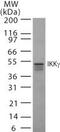 Inhibitor Of Nuclear Factor Kappa B Kinase Regulatory Subunit Gamma antibody, MA1-41219, Invitrogen Antibodies, Western Blot image 