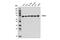 DEAD-Box Helicase 41 antibody, 15076S, Cell Signaling Technology, Western Blot image 