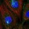 PATJ Crumbs Cell Polarity Complex Component antibody, HPA066960, Atlas Antibodies, Immunofluorescence image 