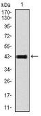 Glutamate Ionotropic Receptor AMPA Type Subunit 2 antibody, abx010851, Abbexa, Western Blot image 