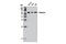 Catalase antibody, 12980T, Cell Signaling Technology, Western Blot image 