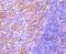 MYD88 Innate Immune Signal Transduction Adaptor antibody, NBP2-67626, Novus Biologicals, Immunohistochemistry paraffin image 