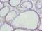 Gasdermin C antibody, LS-C398597, Lifespan Biosciences, Immunohistochemistry frozen image 