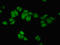 NRSF antibody, orb400908, Biorbyt, Immunocytochemistry image 