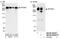 Spectrin Beta, Non-Erythrocytic 1 antibody, NB100-40829, Novus Biologicals, Western Blot image 