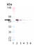 Putative endoplasmin-like protein antibody, ADI-SPA-970-0050, Enzo Life Sciences, Western Blot image 