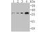 Tumor Protein P53 Inducible Nuclear Protein 1 antibody, A04229, Boster Biological Technology, Western Blot image 