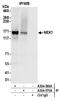 NIMA Related Kinase 1 antibody, A304-569A, Bethyl Labs, Immunoprecipitation image 